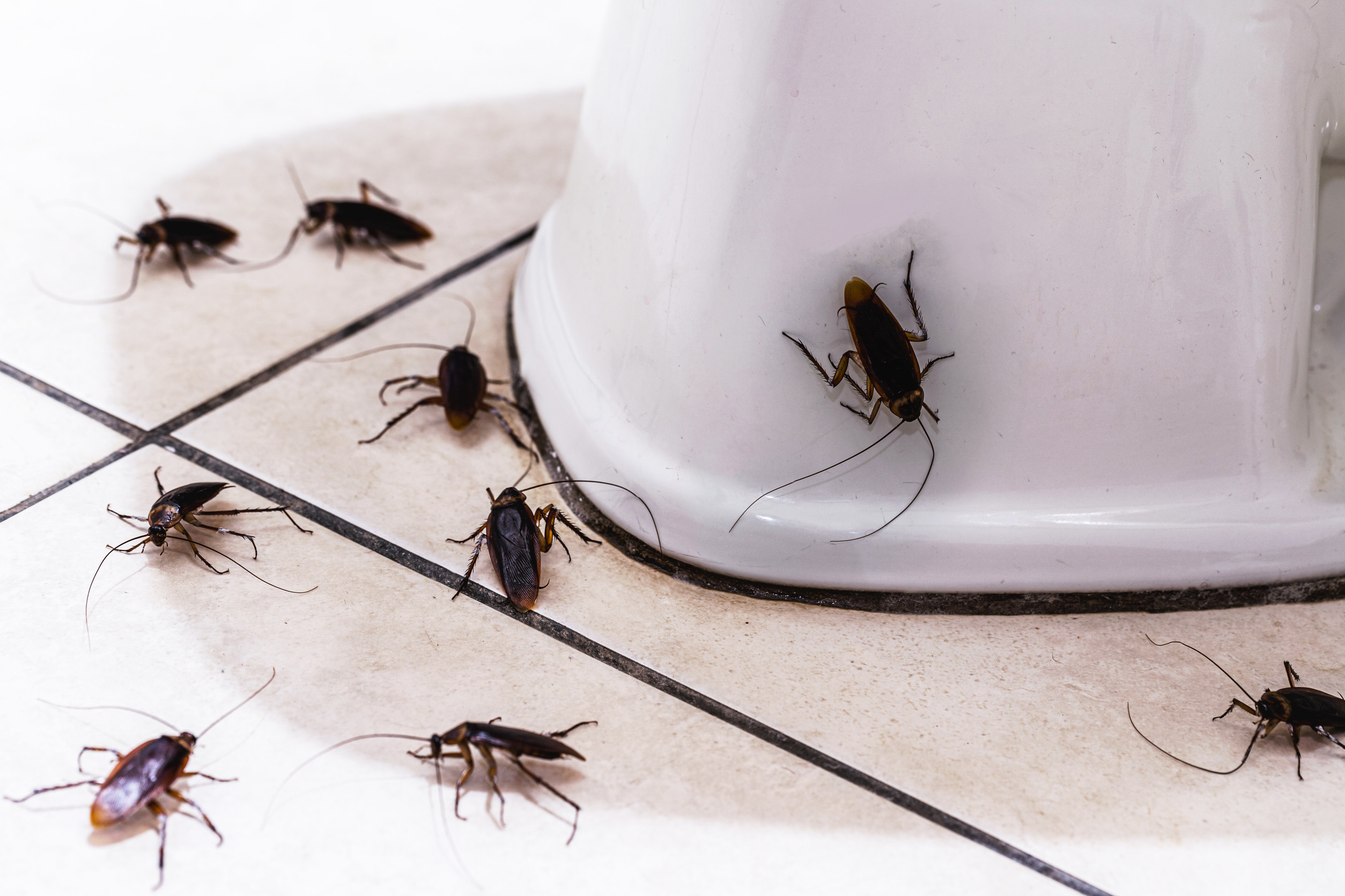 cockroaches running on the bathroom floor, insect infestation in the bathroom, need for detection and house cleaning